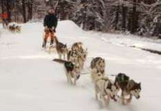 Schlittenhunde Schwarzwald