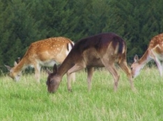 Naturparks Schwarzwald