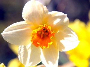 Ostern-Osterfest-OsterTraditionen-Schwarzwald