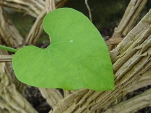 Valentinstag im Schwarzwald