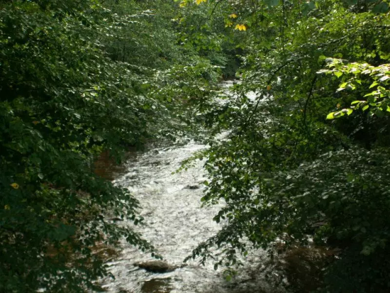 Bach im Nordschwarzwald