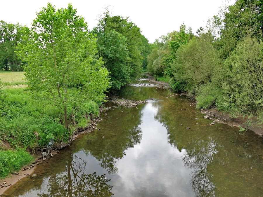Die Enz im Naturschutzgebiet zwischen Niefern und Mühlacker