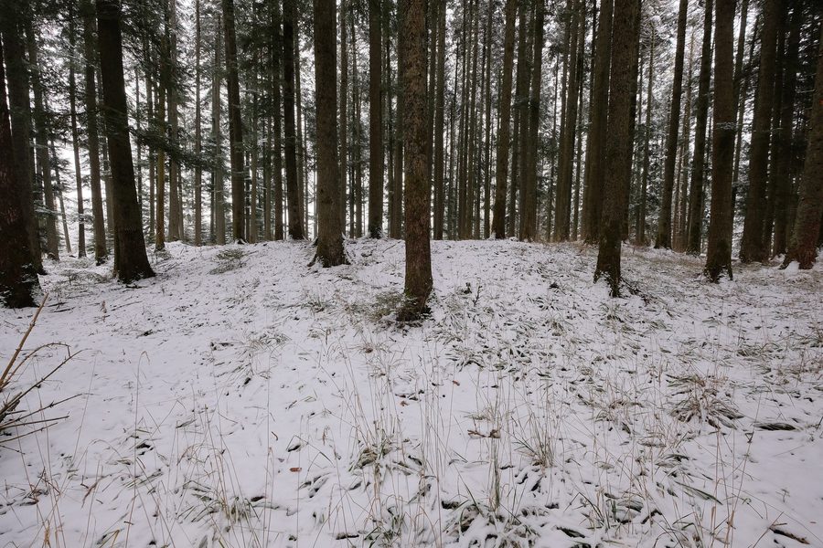 Keltische Viereckschanze in Tuningen im Schwarzwald-Baar-Kreis