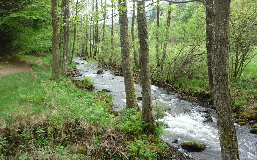 Naturschutzgebiet Eyachtal oberhalb der Eyachmühle bei Dobel im Schwarzwald