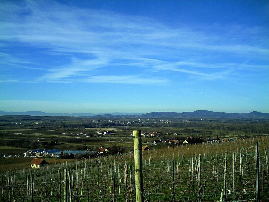Weinberg bei Schallstadt