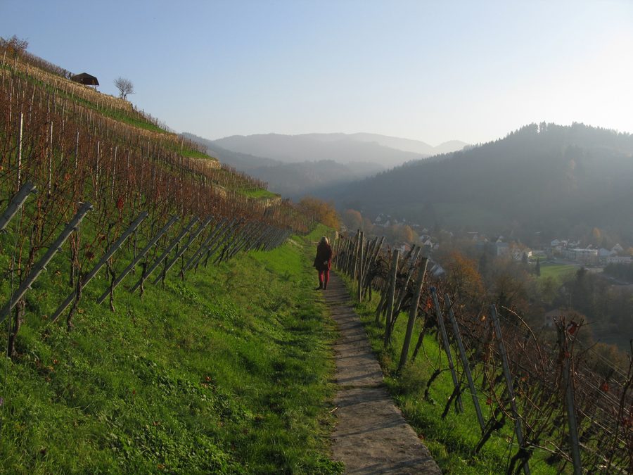Blick von den Reben am Castellberg in Ballrechten-Dottingen über Sulzburg auf den Schwarzwald