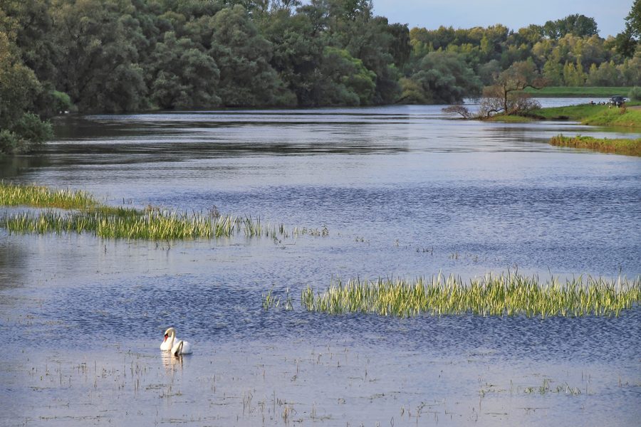 Rastatter Rheinaue an der Murg bei Steinmauern
