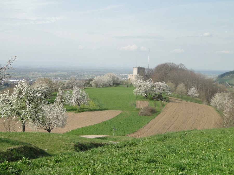 Castle ruin of Neu-Windeck in spring