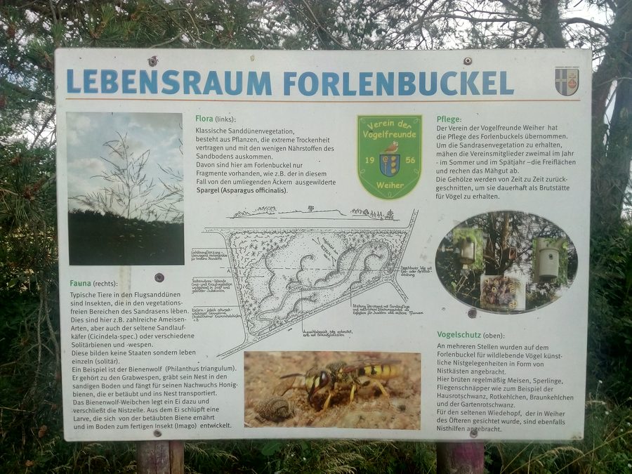 Informationstafel am Forlenbuckel, einer künstlich angelegten Binnendüne bei Ubstadt-Weiher