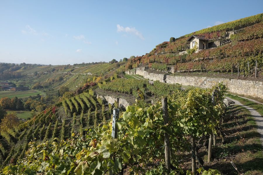 Weinberg in der Enzschleife zwischen Roßwag und Mühlhausen an der Enz