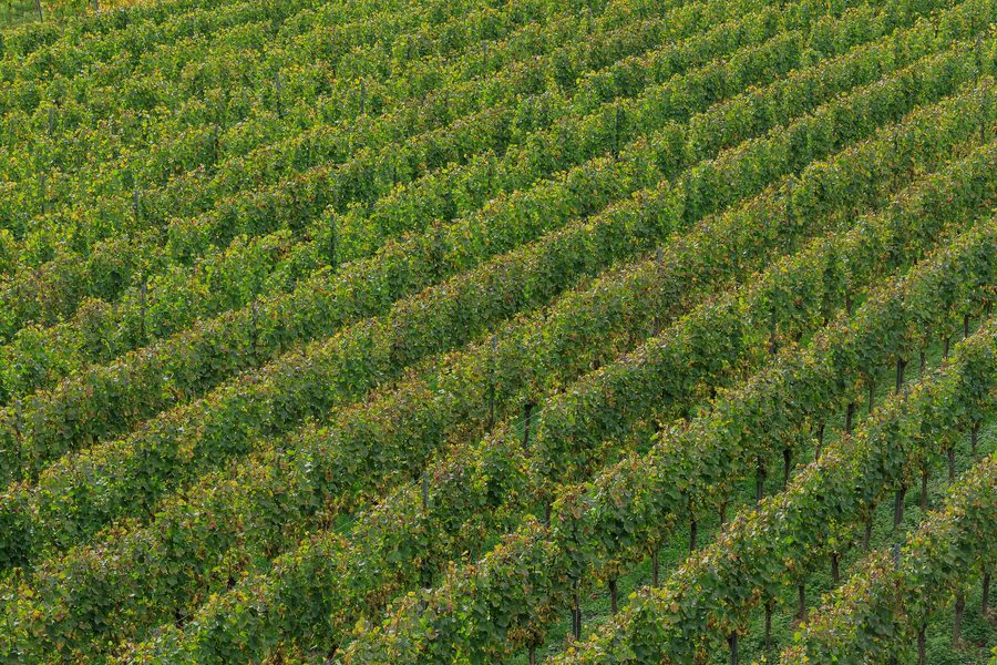 Weinberg in Vogtsburg-Oberbergen im Kaiserstuhl