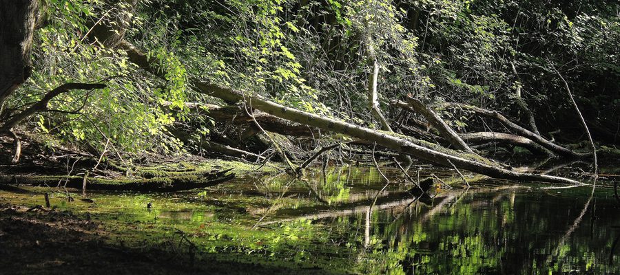 Auenlandschaft im Naturschutzgebiet Taubergießen am südlichen Oberrhein