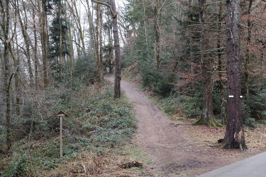 Burgruine Wiesneck in Buchenbach