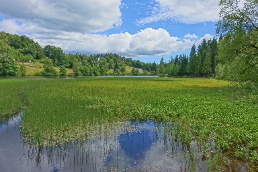 Nordansicht des Klosterweihers in Dachsberg