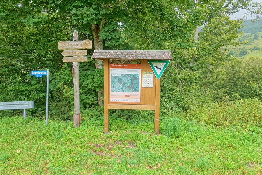 Beweidete Wiesenlandschaft im Naturschutzgebiet Wiedener Weidberge mit einzelnen Weidbuchen