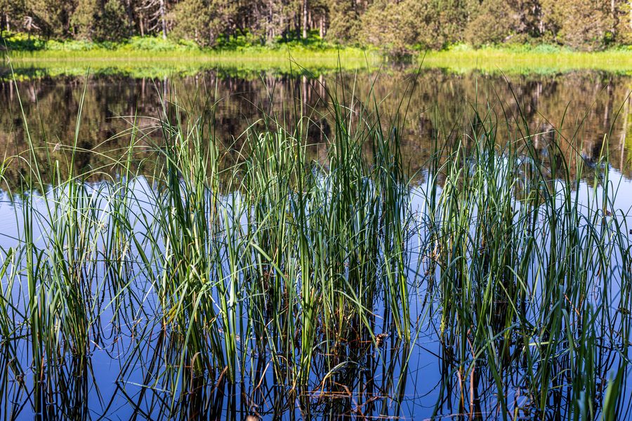 Blindensee im Naturschutzgebiet bei Schönwald im Schwarzwald