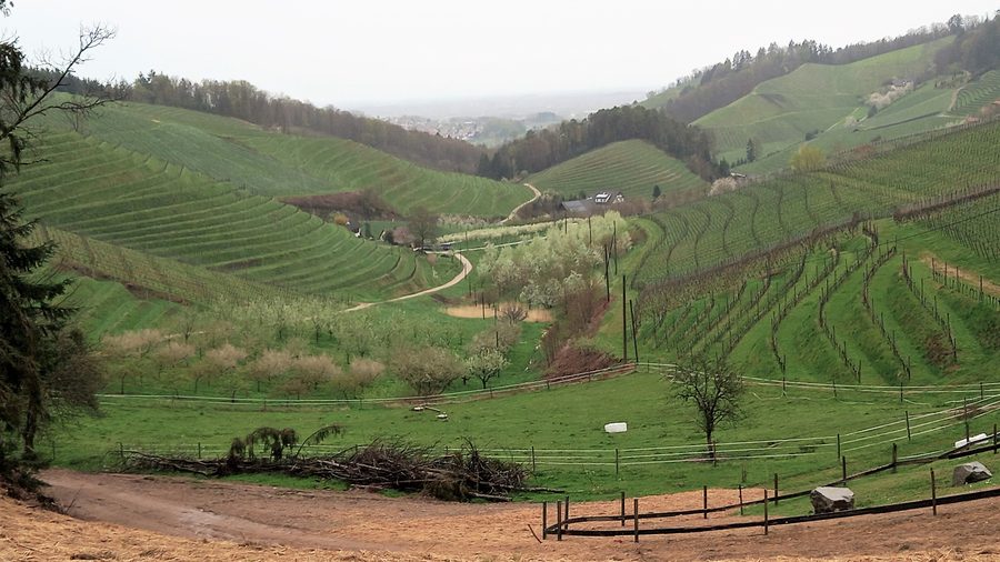 Weinberge, Obstbauflächen und Waldinseln am Schwarzwaldrand östlich von Durbach