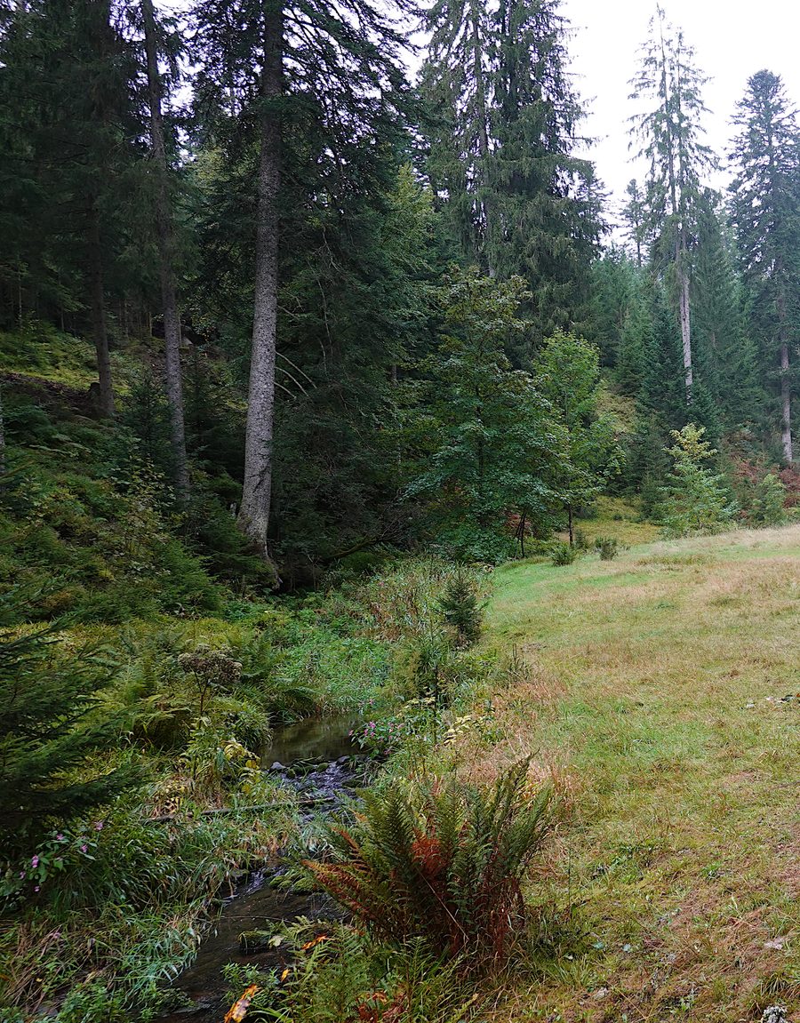 Forbach stream near Kniebis in the Black Forest