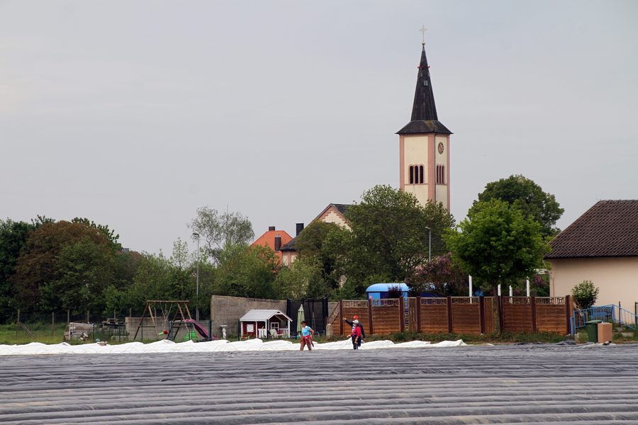 Kirche St. Mauritius in Rheinmünster-Söllingen neben einem Spargelfeld