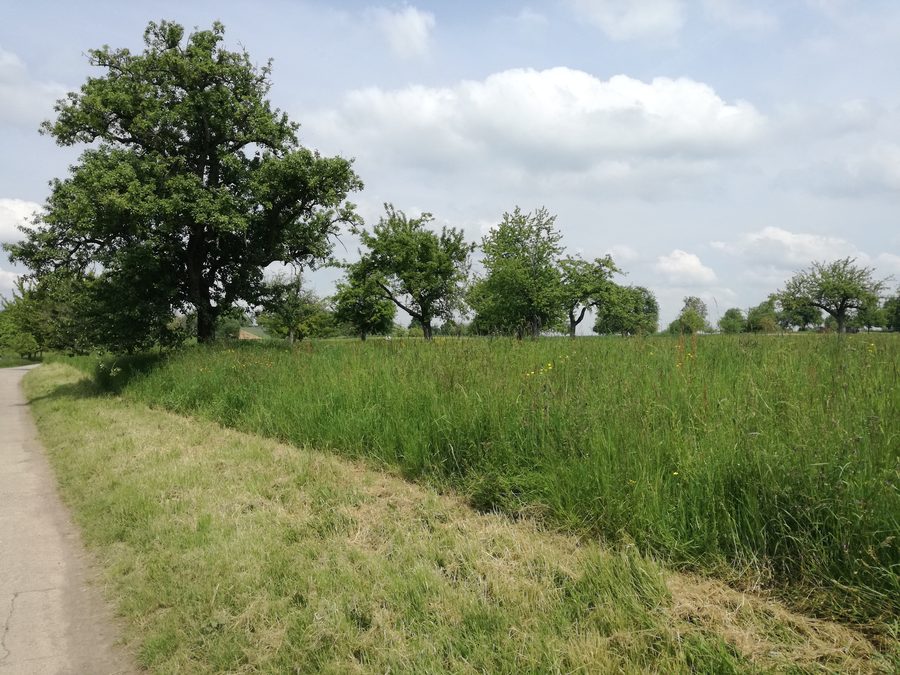 Streuobstwiesen im Landschaftsschutzgebiet Waldbronner Albgau nördlich von Busenbach