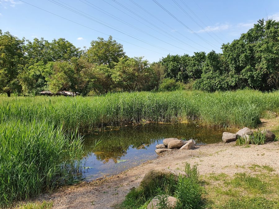 Tümpel im flächenhaften Naturdenkmal „Tümpel am Erlenwald“ in Karlsdorf-Neuthard