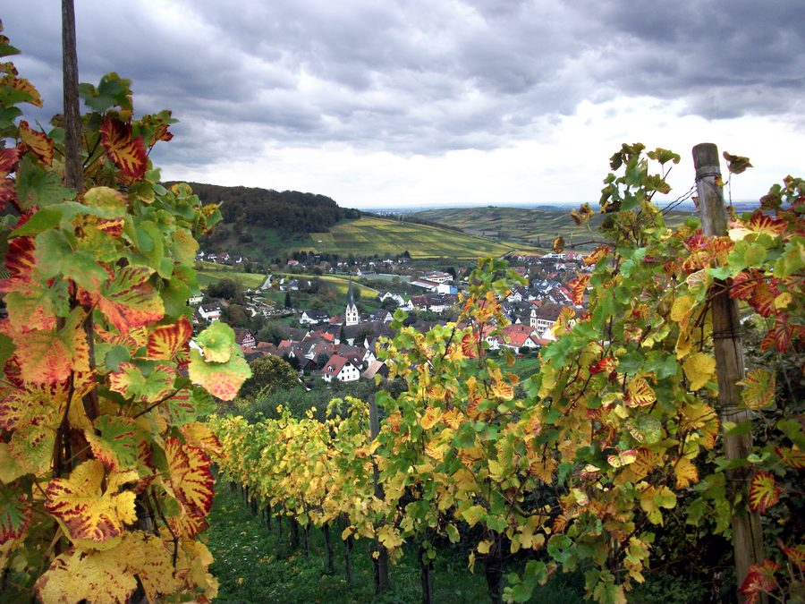 Ebringen im Landkreis Breisgau-Hochschwarzwald, gesehen vom Schönberg
