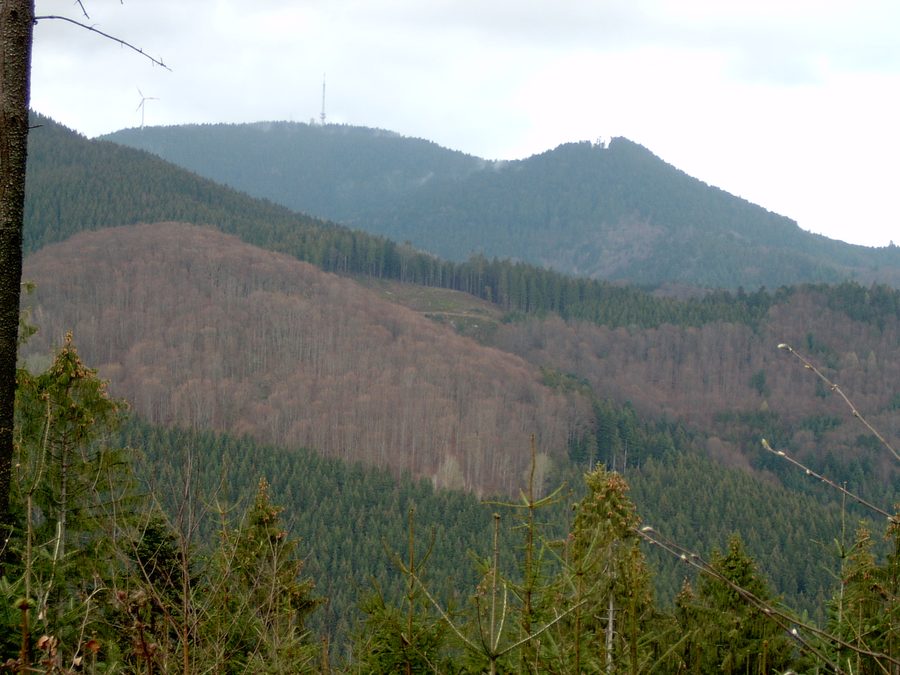 Blick auf den Brandenkopf bei Oberharmersbach im Mittleren Schwarzwald