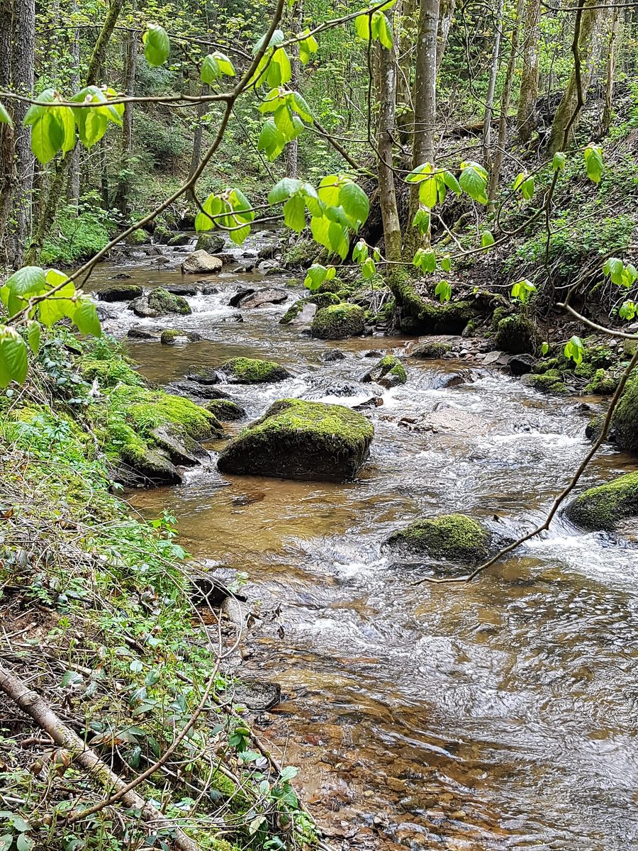 Der Fluss Lauterbach im Schwarzwald zwischen Lauterbach und Schramberg
