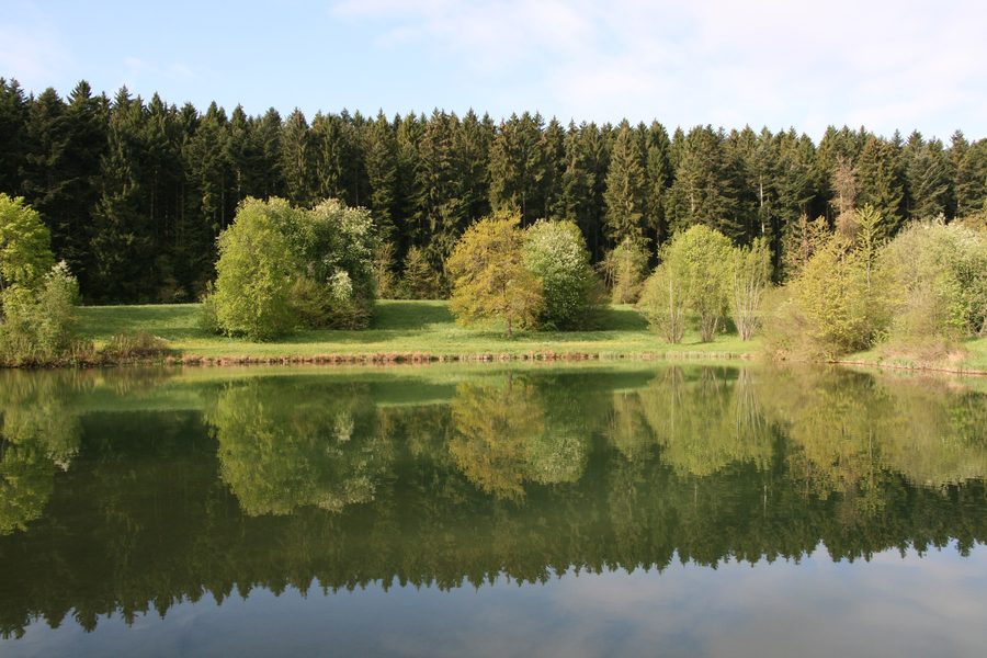 Wasserspiegelungen von Bäumen am Tumlinger See in Waldachtal