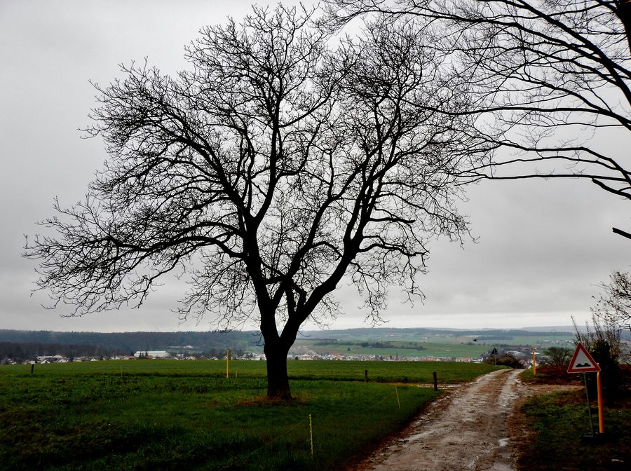 Baum bei Wiernsheim
