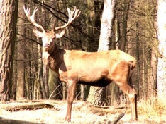 Naturparks Schwarzwald