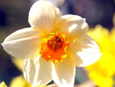 Ostern-Osterfest-OsterTraditionen-Schwarzwald