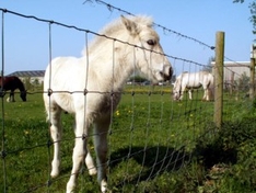 Reiten im Schwarzwald