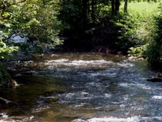 Angeln im Schwarzwald