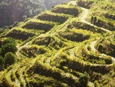 Weinbau im Schwarzwald