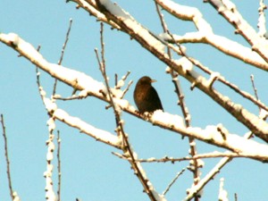 Winterlandschaft mit Singvogel