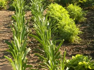 Bio-Garten