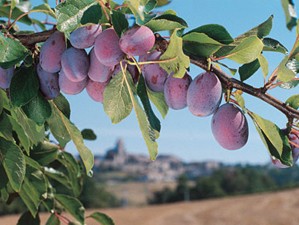 Zwetschgenbaum