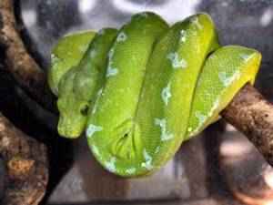 Vivarium Baumphyton