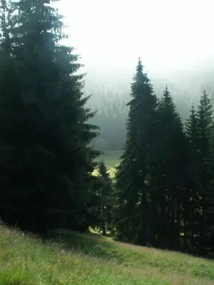 Waldlandschaft im Schwarzwald